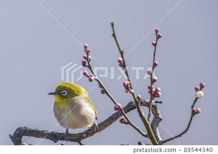 Various funny facial expressions and gestures of white-eyes who came to the plum tree in the garden in early spring Various funny facial expressions and gestures of white-eyes who came to the plum tree in the garden in early spring 89544340