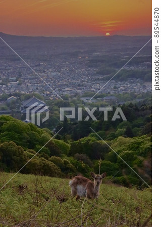 Nara deer 89544870