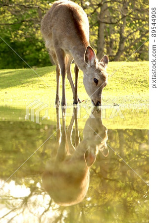 Nara deer 89544908