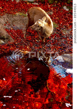 Nara deer 89544913