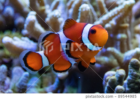 Clownfish swimming in the aquarium Clownfish swimming in the aquarium 89544985