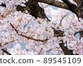 [Yazu Town] Sakura 89545109