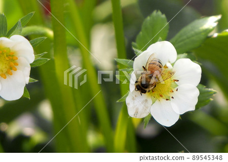 草莓花和蜜蜂 89545348