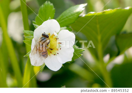 Strawberry flowers and bees 89545352
