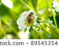 Strawberry flowers and bees 89545354