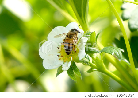 Strawberry flowers and bees Strawberry flowers and bees 89545354