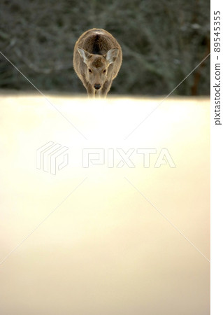 Nara deer Nara deer 89545355