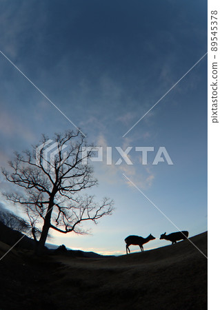 Nara deer Nara deer 89545378