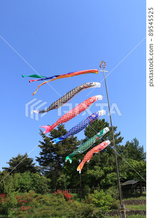 Carp streamer, Dragon Boat Festival, Satsuki sky, carp streamer swimming in the blue sky Carp streamer, Dragon Boat Festival, Satsuki sky, carp streamer swimming in the blue sky 89545525