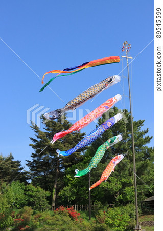 Carp streamer, Dragon Boat Festival, Satsuki sky, carp streamer swimming in the blue sky Carp streamer, Dragon Boat Festival, Satsuki sky, carp streamer swimming in the blue sky 89545599