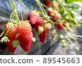 Strawberry picking 89545663