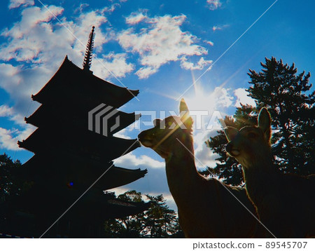 Nara deer 89545707