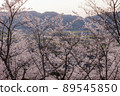 [Yazu Town] Sakura in Tenmayama Park 89545850
