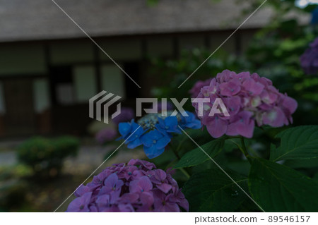 Yuyadani Sorabiro, Ujitawara-cho, Kyoto Prefecture Photographed the hydrangea of the birthplace of Nagatani Soen, who is known as the ancestor of Japanese green tea. Yuyadani Sorabiro, Ujitawara-cho, Kyoto Prefecture Photographed the hydrangea of the birthplace of Nagatani Soen, who is known as the ancestor of Japanese green tea. 89546157