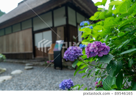 京都府宇治田原町湯屋谷空拉比羅拍攝了被譽為日本綠茶始祖的長谷宗園出生地的繡球花。 89546165