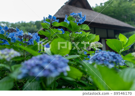 京都府宇治田原町湯屋谷空拉比羅拍攝了被譽為日本綠茶始祖的長谷宗園出生地的繡球花。 89546170