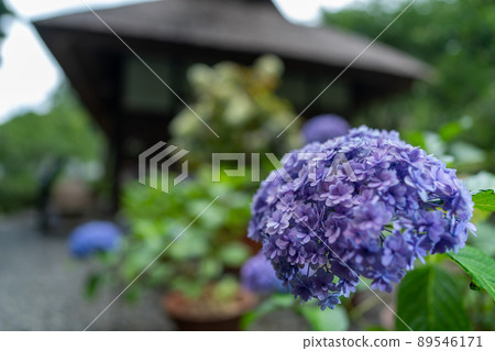 京都府宇治田原町湯屋谷空拉比羅拍攝了被譽為日本綠茶始祖的長谷宗園出生地的繡球花。 89546171