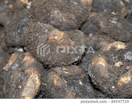 holland tuber seed flower ready to plant begonia holland tuber seed flower ready to plant begonia 89547729