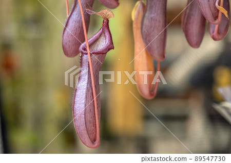 nephentes carnivorous plant close up detail 89547730