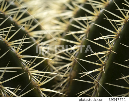 big Cactus close up detail big Cactus close up detail 89547731