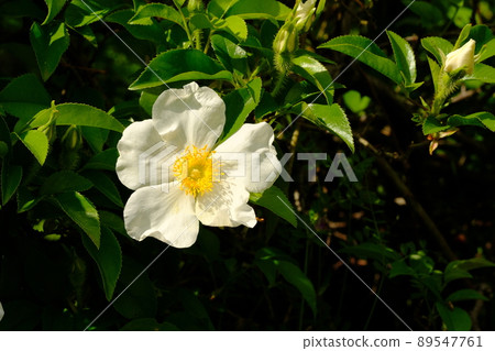 Naniwai rose flower 89547761