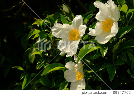 Naniwai rose flower 89547763