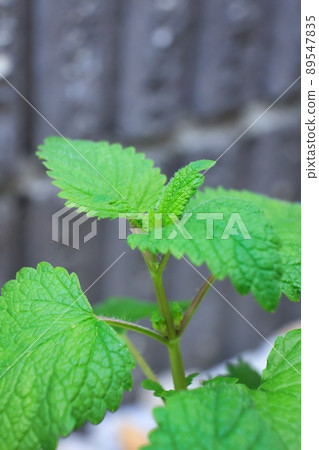 Lemon balm leaves with bright green Lemon balm leaves with bright green 89547835