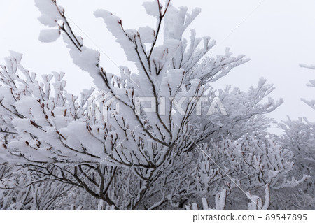 Snow的Okonomiyake 89547895