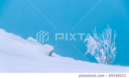 Trees are covered with frost following sharp cooling. Branches in ice after snowfall. Puffy snow creates winter atmosphere. Free space for text 89548032