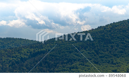 Row of coniferous trees on crest of hill. Green forest on slope of mountain. Clouds and haze in highlands. 89548068