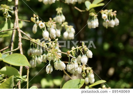 高叢藍莓花 高叢藍莓花 89548069