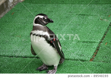 Magellan penguin Magellan penguin 89548193
