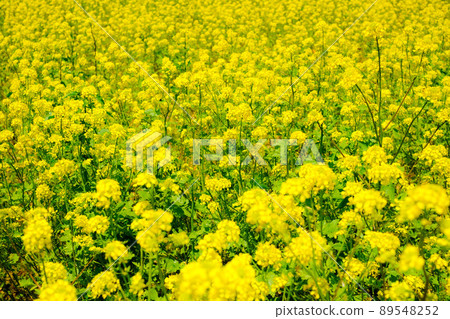Rape blossoms Rape blossoms 89548252