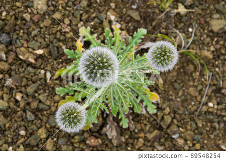 Mordovnik is spherical on stony soil. Echinops sphaerocephalus with green leaves and fluffy bud. Desert plants in steppe. Small amount of moisture for survival of succulents. 89548254