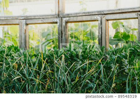 Green stalks of garlic on bed on sunny day. Growing vegetables in garden. Spice for oriental dishes, ingredient for fresh salad Green stalks of garlic on bed on sunny day. Growing vegetables in garden. Spice for oriental dishes, ingredient for fresh salad 89548319