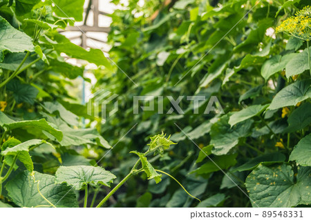 Young cucumber stems curl in greenhouse, clinging to tendrils to guide ropes. Growing vegetables all year round. Spring gardener work Young cucumber stems curl in greenhouse, clinging to tendrils to guide ropes. Growing vegetables all year round. Spring gardener work 89548331
