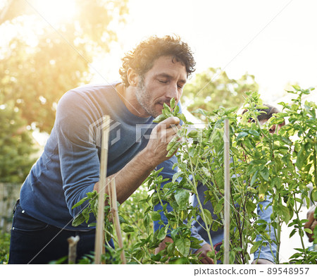 Smells divine.... Shot of a man enjoying the plants in his garden. 89548957