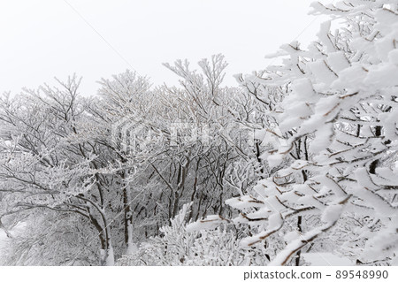 Snow的Okonomiyake Snow的Okonomiyake 89548990