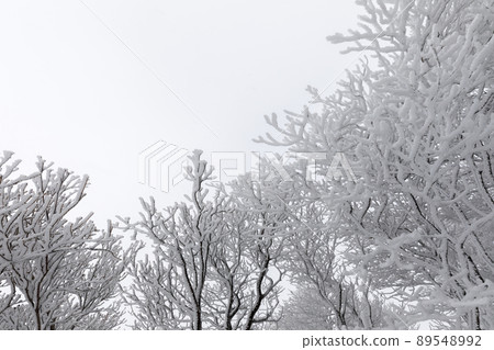 Snow's Okonomiyake Snow's Okonomiyake 89548992