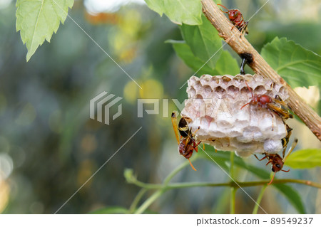 Close up wasps in a nest on branch Close up wasps in a nest on branch 89549237