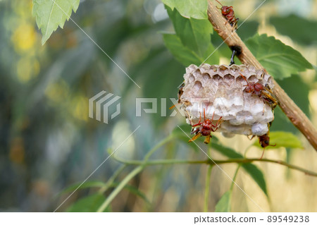 Close up wasps in a nest on branch Close up wasps in a nest on branch 89549238