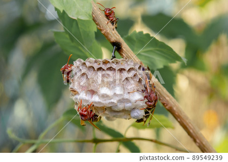 Close up wasps in a nest on branch 89549239