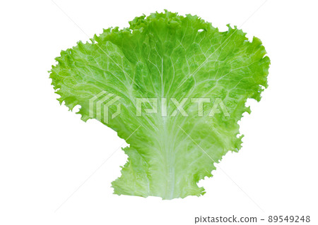 Lettuce. Salad leaf isolated on white background with clipping path. 89549248