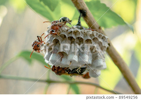 Close up wasps in a nest on branch 89549256