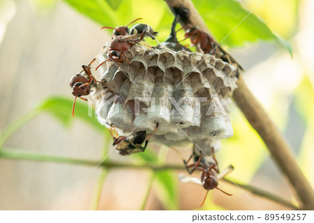 Close up wasps in a nest on branch 89549257