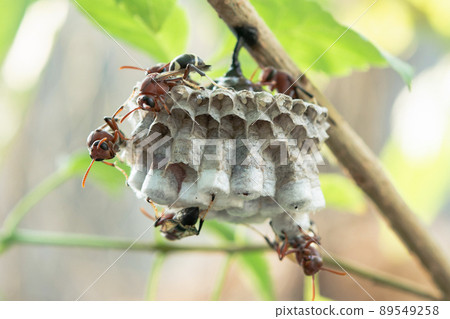 Close up wasps in a nest on branch 89549258