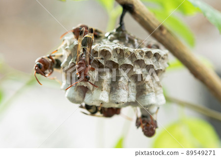 Close up wasps in a nest on branch 89549271