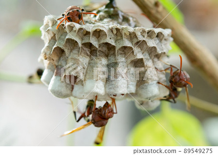 Close up wasps in a nest on branch 89549275
