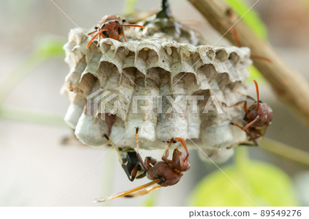 Close up wasps in a nest on branch 89549276