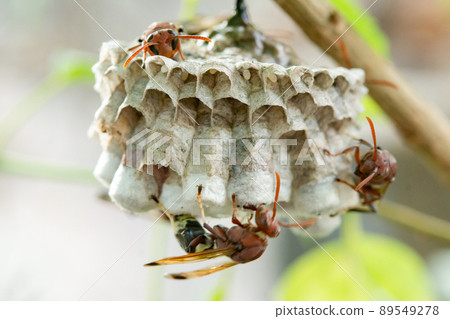 Close up wasps in a nest on branch 89549278